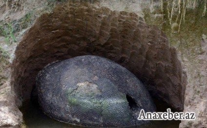 Dünya alimləri ŞOKda: Fermer dinozavr yumurtası tapdı - FOTO